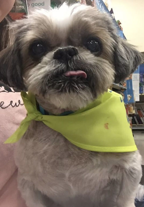 Howie - Given a Second Chance at Life - In His Green Bandana