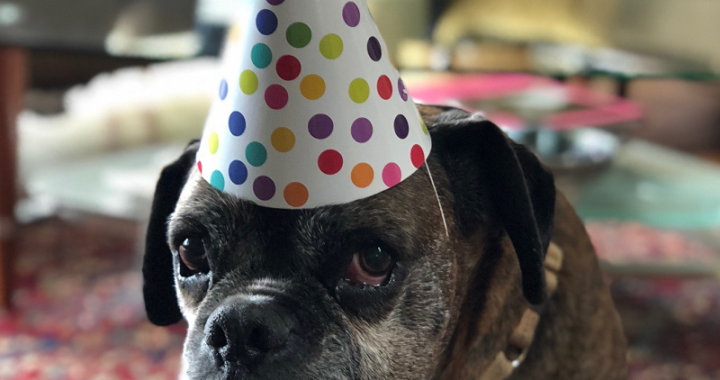 Dog Birthday because of Dog Rescue (web)