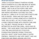 Erika Big Springs Foster Adopt Dog Rescue St Rocco Foundation Post