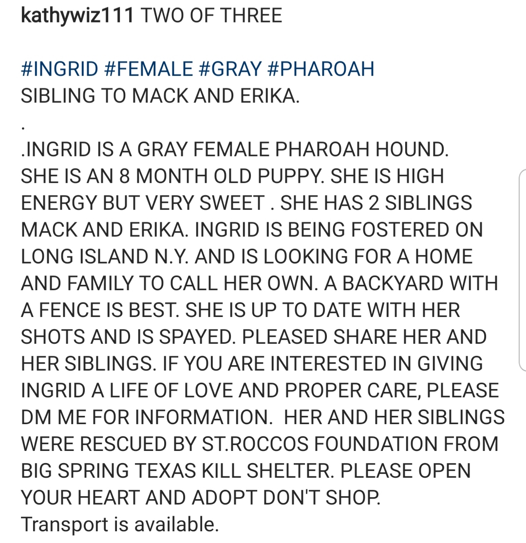 Ingrid Big Springs Foster Adopt Dog Rescue St Rocco Foundation Post