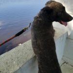 Mack Big Springs Foster Adopt Dog Rescue St Rocco Foundation Photo 1