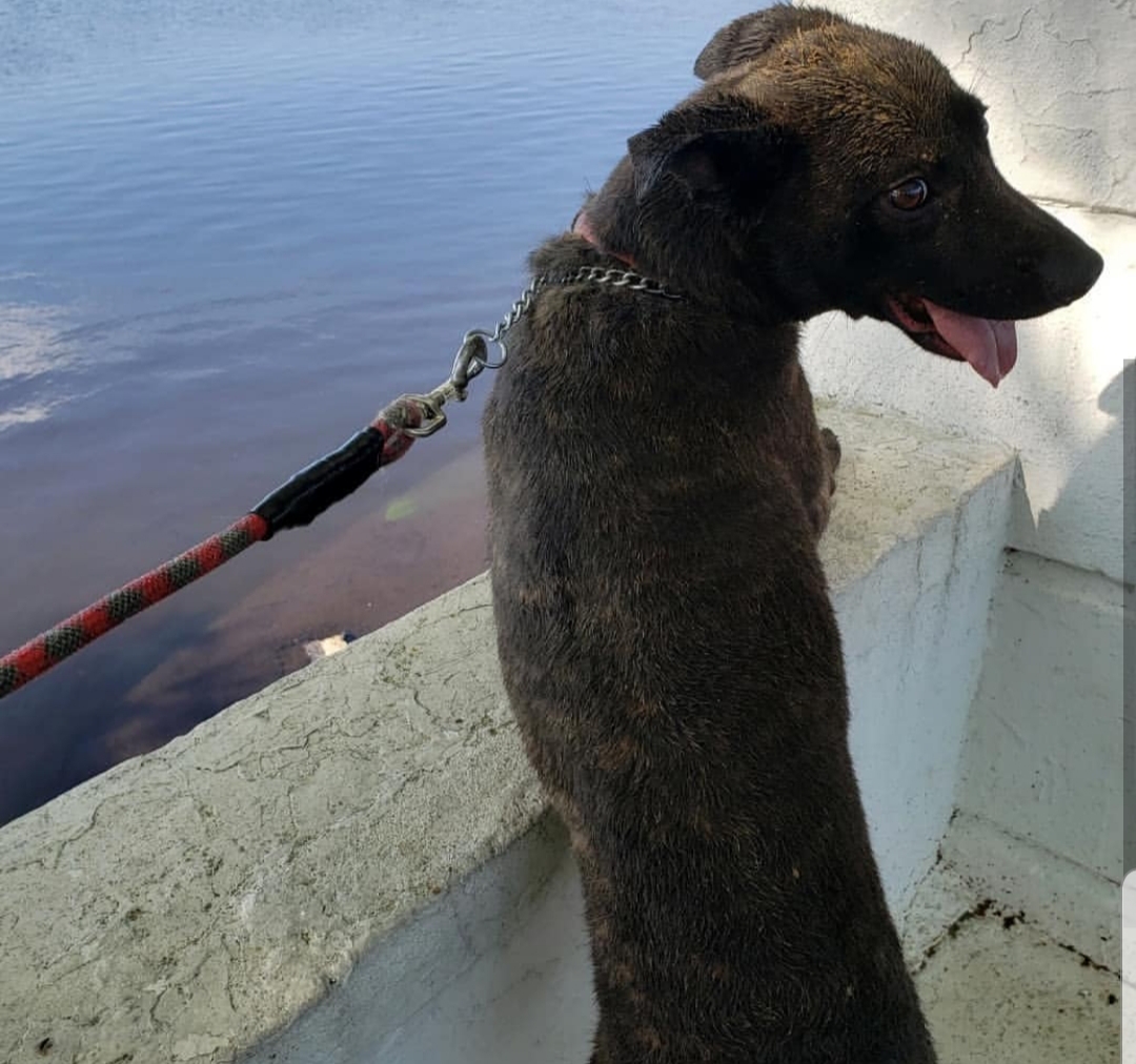 Mack Big Springs Foster Adopt Dog Rescue St Rocco Foundation Photo 1