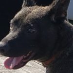Mack Big Springs Foster Adopt Dog Rescue St Rocco Foundation Photo 4