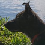 Mack Big Springs Foster Adopt Dog Rescue St Rocco Foundation Photo 8
