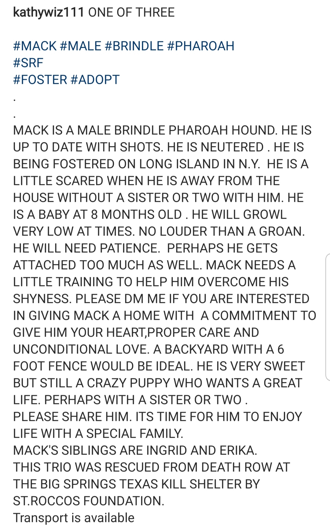 Mack Big Springs Foster Adopt Dog Rescue St Rocco Foundation Post