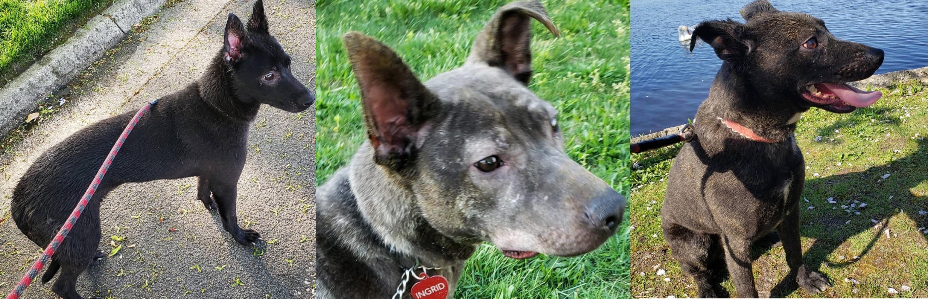 trilogy Erika Ingrid Mack Foster Adopt Dog Rescue St Rocco Foundation
