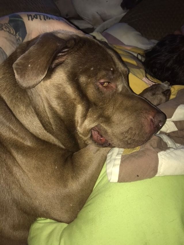 Val - Rescued - by St Rocco Foundation