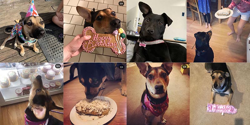 Six Ex Parvo Puppies Birthday St Rocco Foundation Dog Rescue Big Spring TX